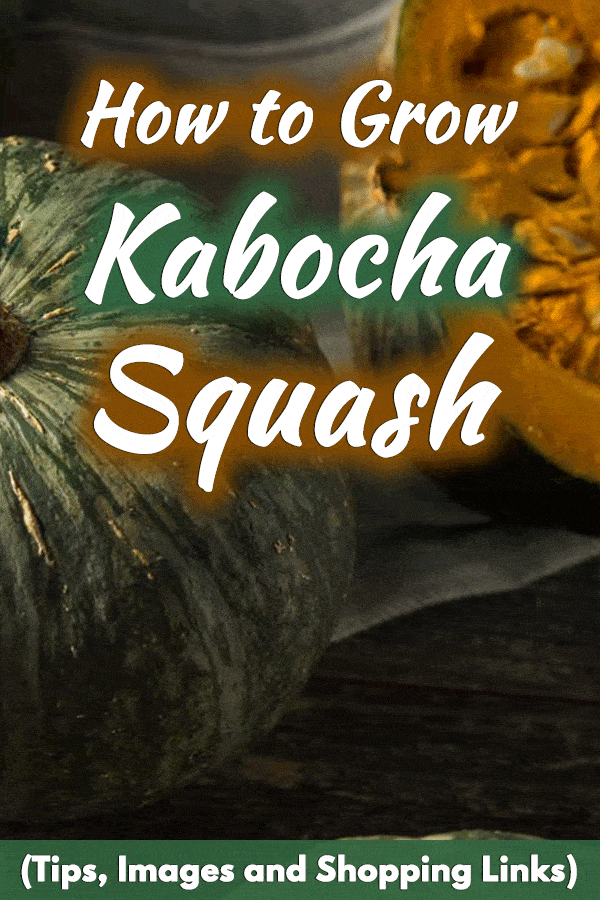 How to Grow Kabocha Squash (Tips, Images and Shopping Links)