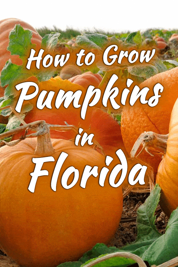 How to Grow Pumpkins in Florida