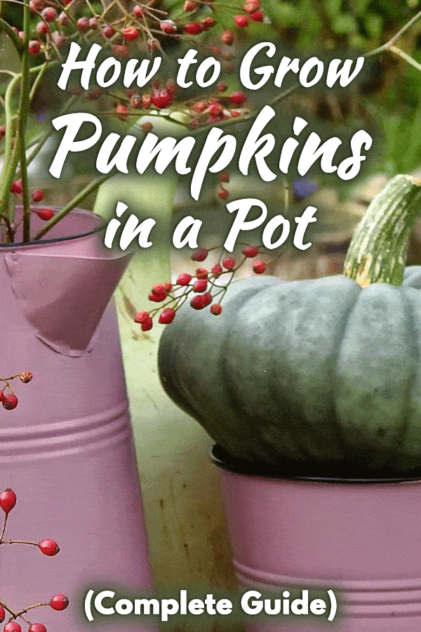 A pumpkin that is grown in a pot, How to Grow Pumpkins in a Pot (Complete Guide)