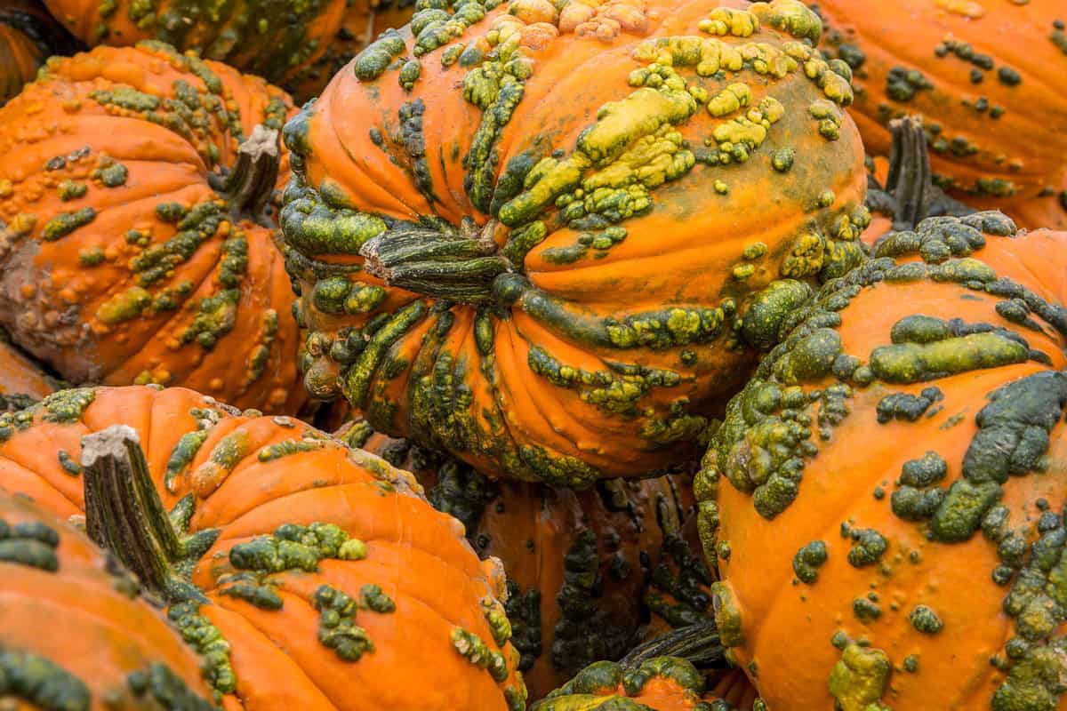 Red and green combination colors of Knucklehead pumpkins