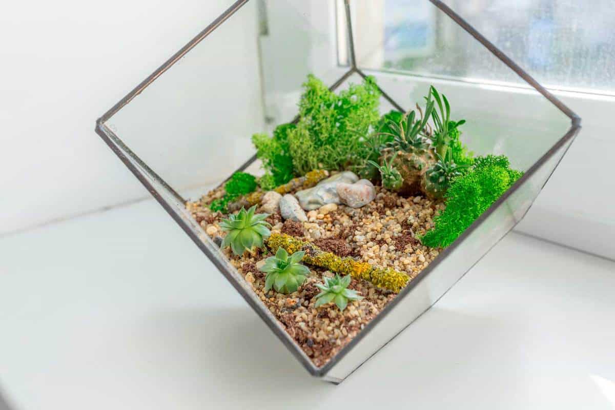 Mini succulent garden with moss in glass florarium