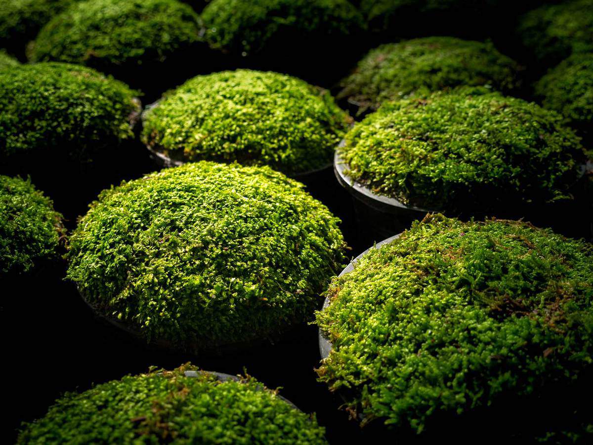 Moss Put in a Pots in a Row under sunlight