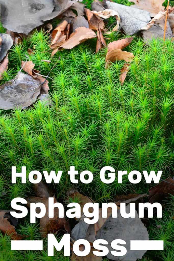 How to Grow Sphagnum Moss