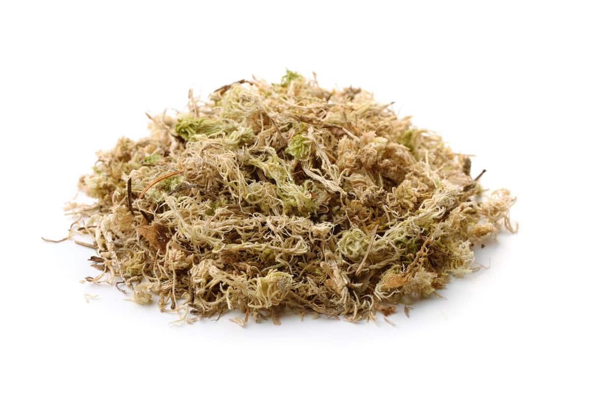 Dried out sphagnum moss