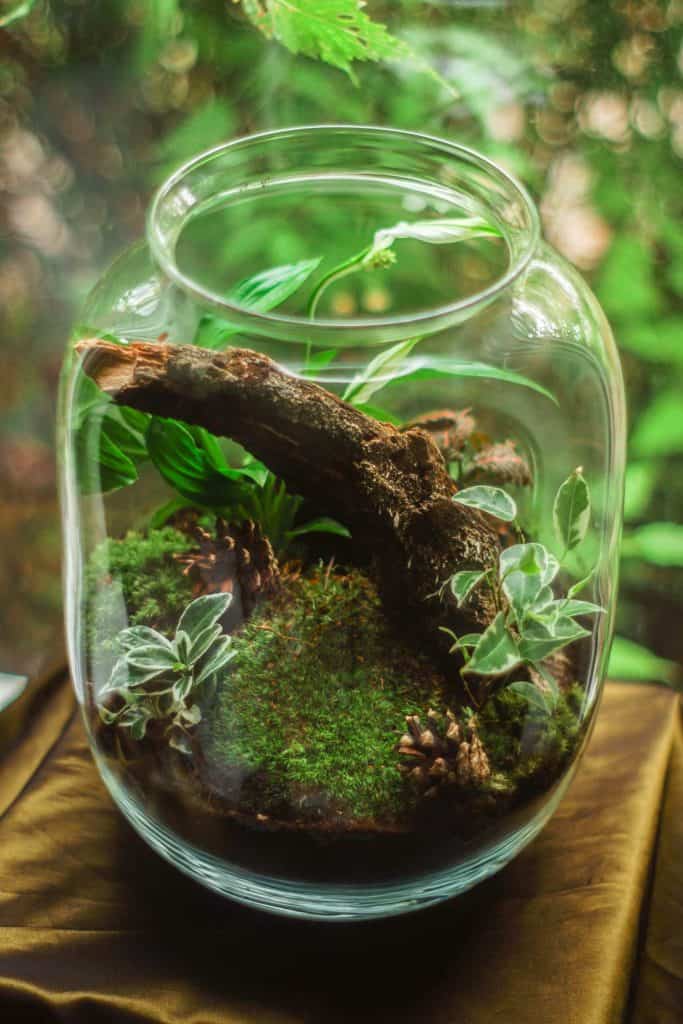 38 Fantastic Moss Terrarium Ideas You Can Have At Home - Garden Tabs