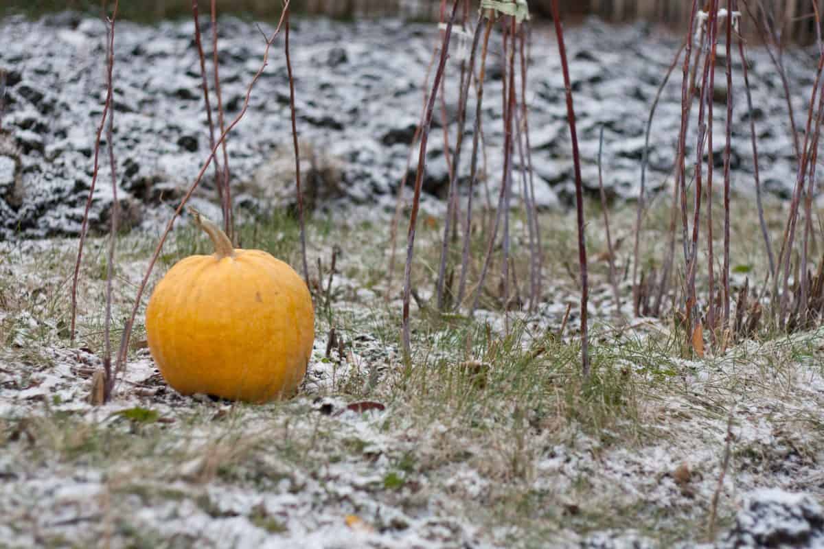 Pumpkin in Snow