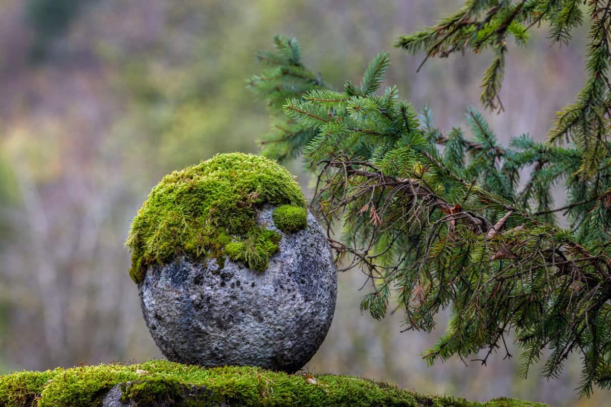 Round natural stone covered with moss. Green spruce branches. Nature background concept. Stone close up. Gardening. 
