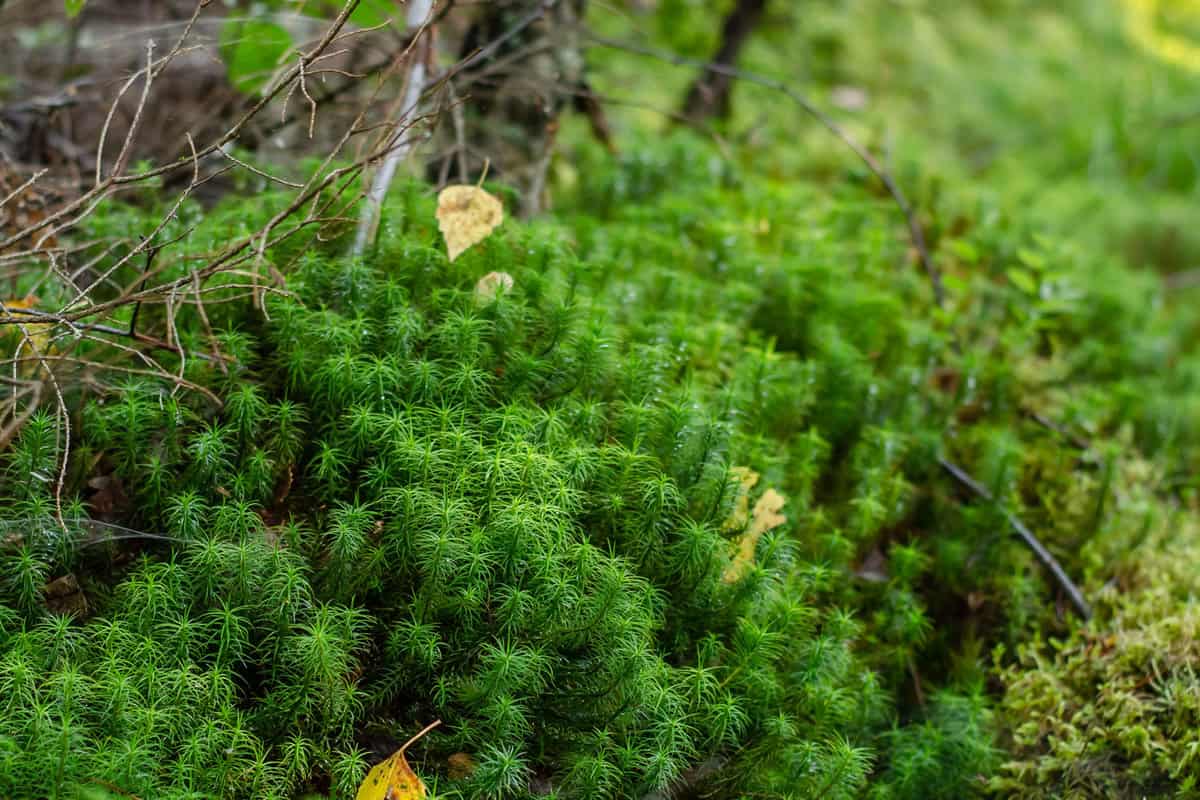 Sphagnum or peat moss, also bog moss and quacker moss in the forest. 