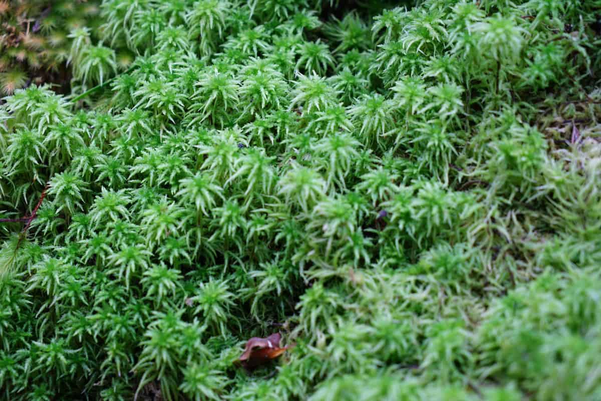 Gorgeous top view of healthy moss growing