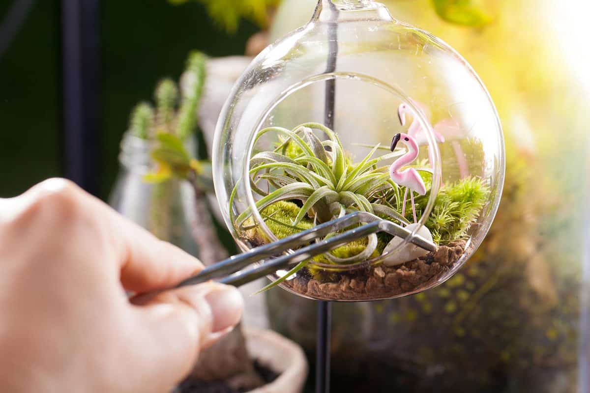 Terrarium garden scene in glass ball shape with Tillandsia