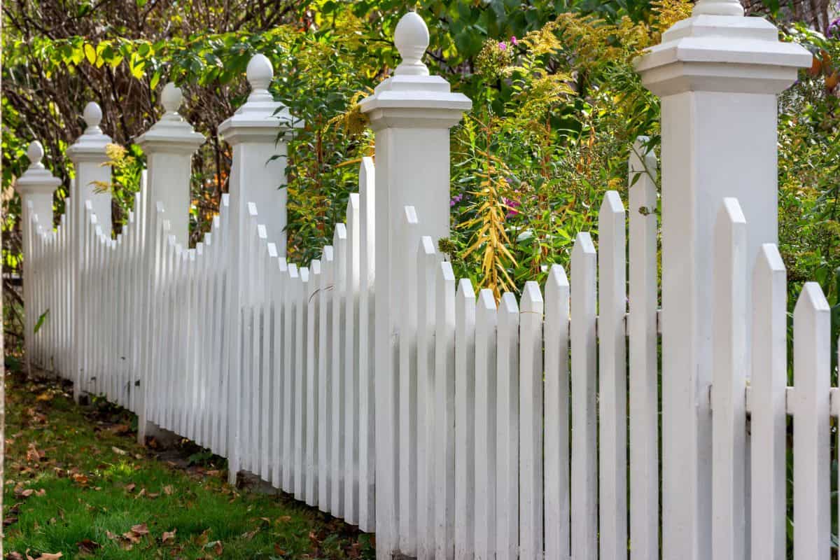 This image shows a landscape sidewalk view of an attractive white painted vintage wooden fence along a residential garden, with flowers and tree leaves in beginning stage of autumn color.