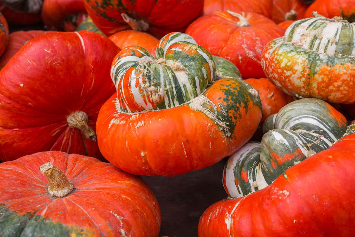 Bright red Turban pumpkins