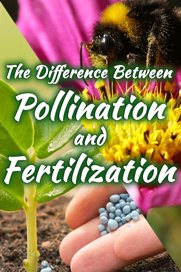 What is the Difference Between Pollination and Fertilization