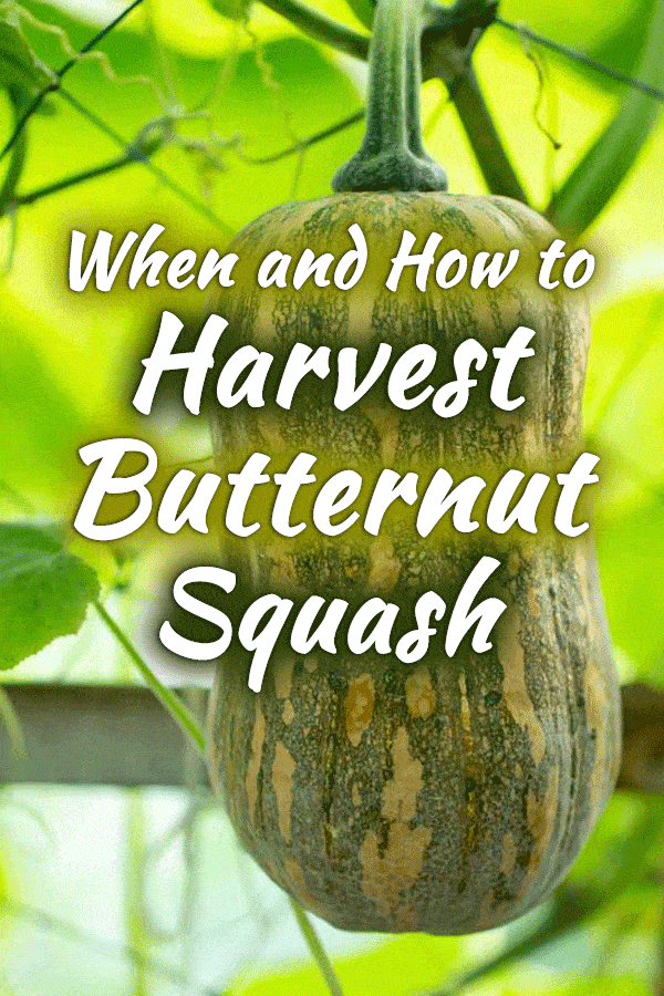 When and How to Harvest Butternut Squash