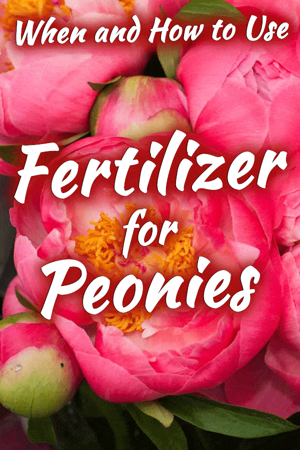 When and How to Use Fertilizer for Peonies