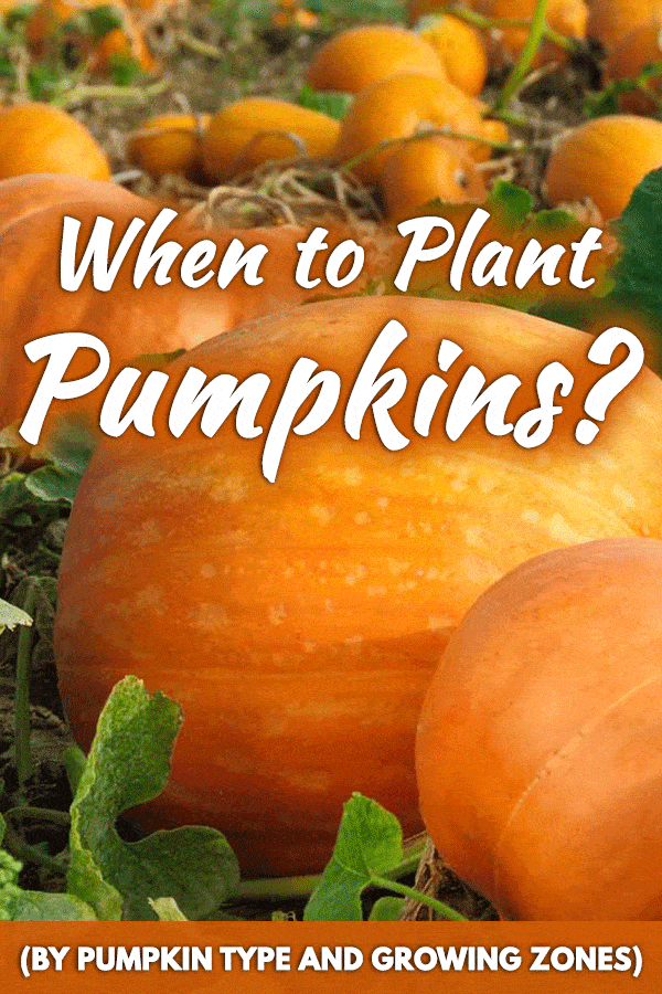 When to Plant Pumpkins? (By Pumpkin Type and Growing Zones)