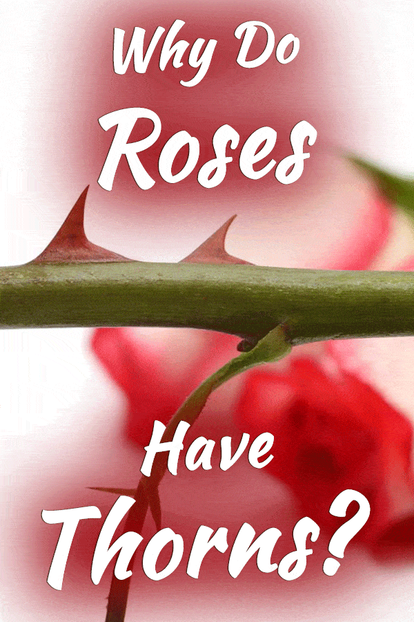 Why Do Roses Have Thorns?