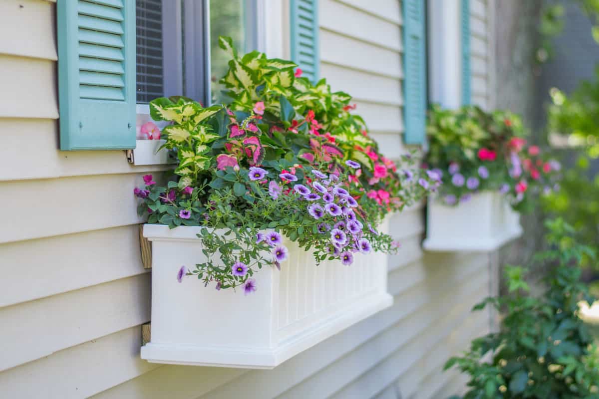 White window boxes with small plants