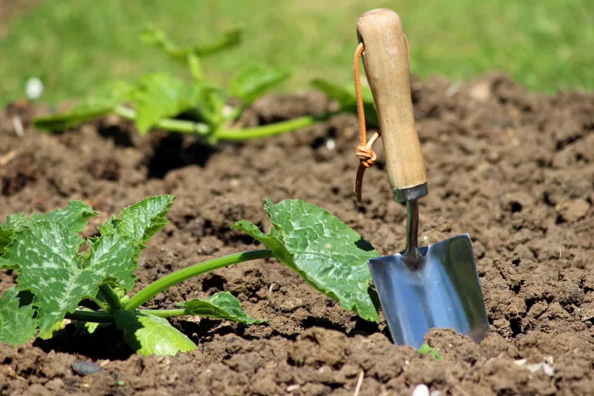Photo showing a stainless steel hand trowel with a wooden handle, pictured in the soil of a vegetable garden allotment plot, ready for an afternoon of planting and weeding. A lawn pathway can be seen in the background, while a young courgette (zucchini) plant has been been planted