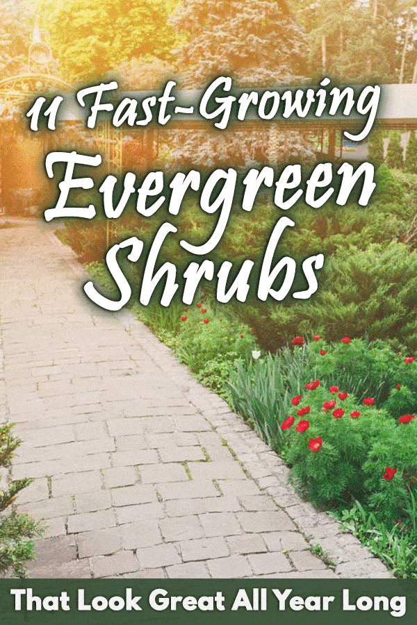 11 Fast-Growing Evergreen Shrubs That Look Great All Year Long