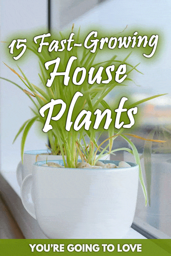 15 Fast-Growing House Plants You’re Going to Love
