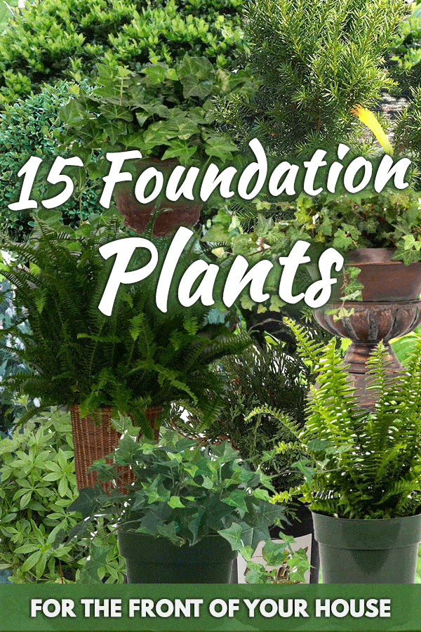  Foundation Plants For The Front Of Your House Garden Tabs - Where To Plant Shrubs In Front Of House