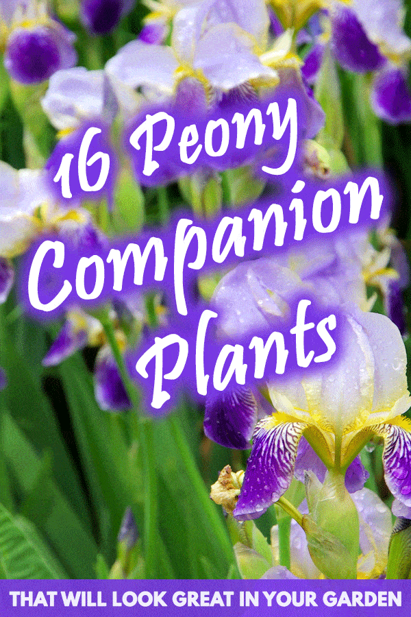 16 Peony Companion Plants That Will Look Great in Your Garden