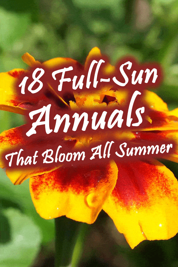 18 Full-Sun Annuals that Bloom All Summer