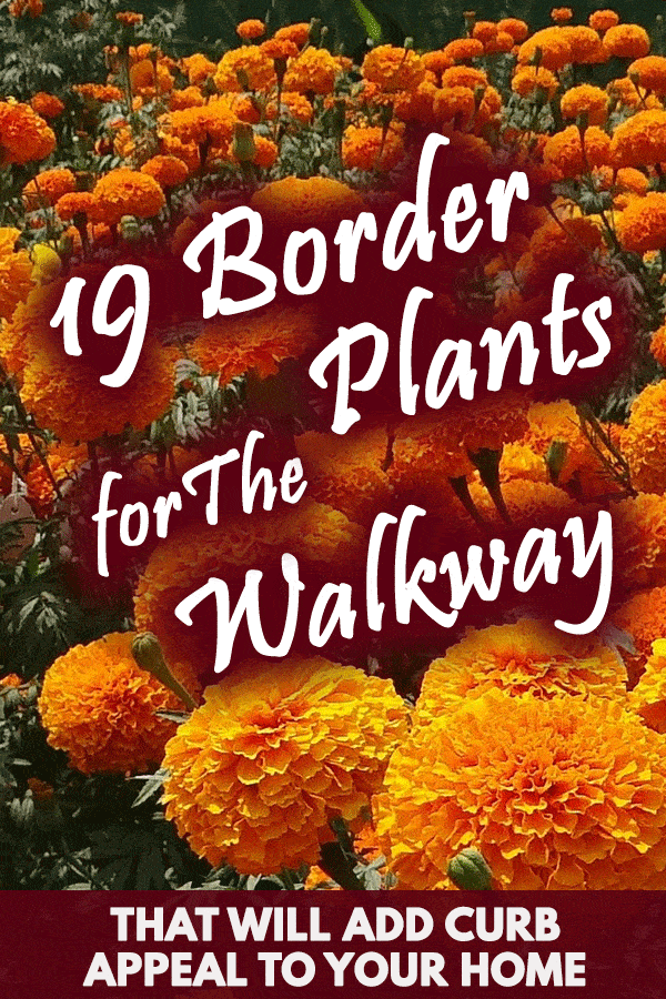 19 Border Plants for The Walkway That Will Add Curb Appeal To Your Home