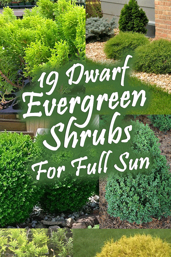 19 Dwarf Evergreen Shrubs For Full Sun, Small Round Bushes For Landscaping
