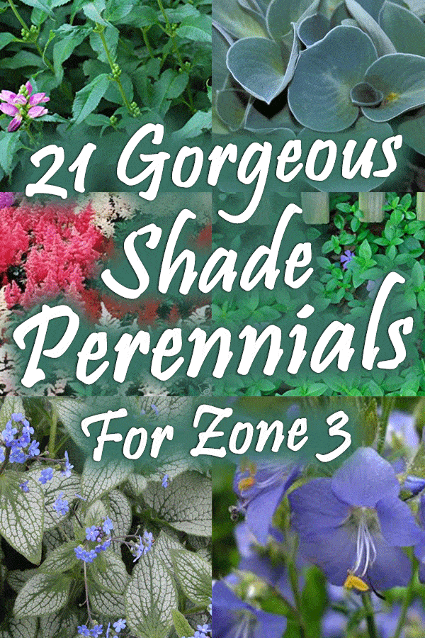 21 Gorgeous Shade Perennials for Zone 3