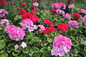 Read more about the article 9 Best Fertilizers For Geranium [Gardening Advice & Suggestions]
