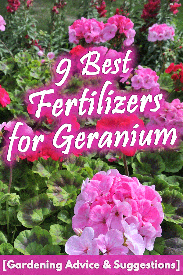 9 Best Fertilizers for Geranium [Gardening Advice & Suggestions]