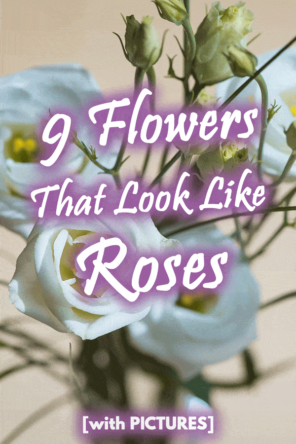 9 Flowers That Look Like Roses [with PICTURES]