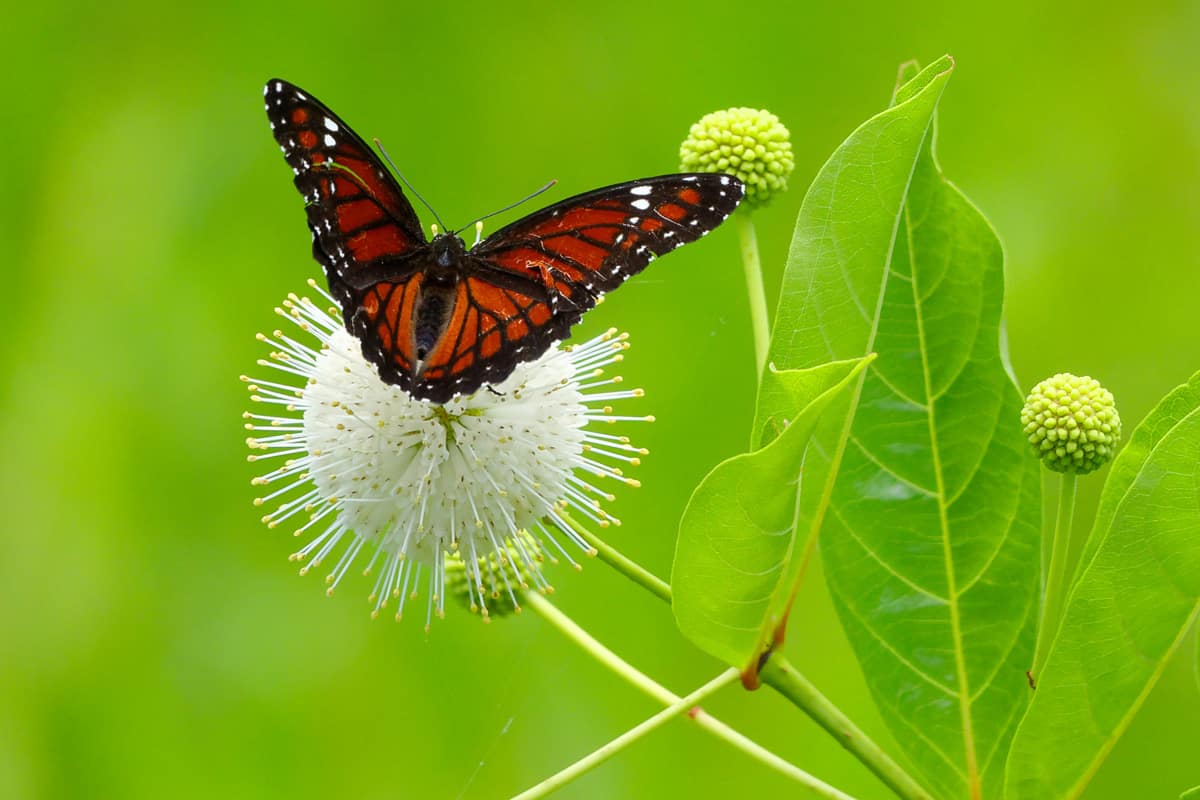 `A butterfly on a buttonbush plant