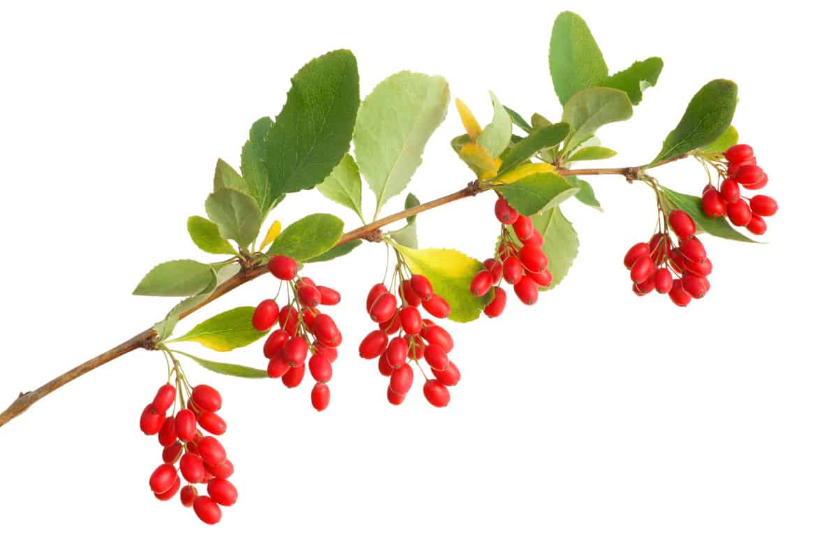 A close up photo of Barberries on a white background
