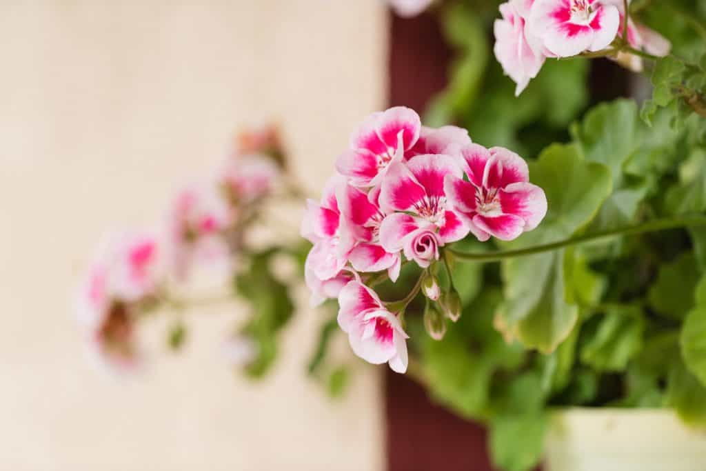 A close up shot of a pink and red geraniums