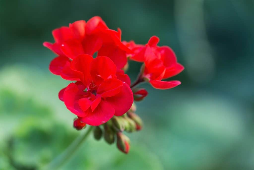 A close up shot of a red geranium