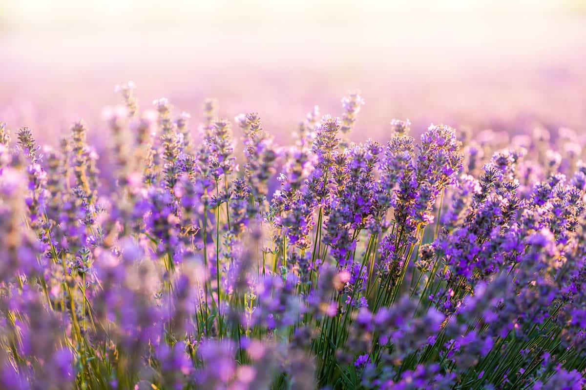 A field of Lavender flower