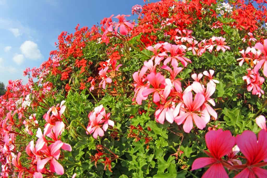 A garden filled with red geraniums
