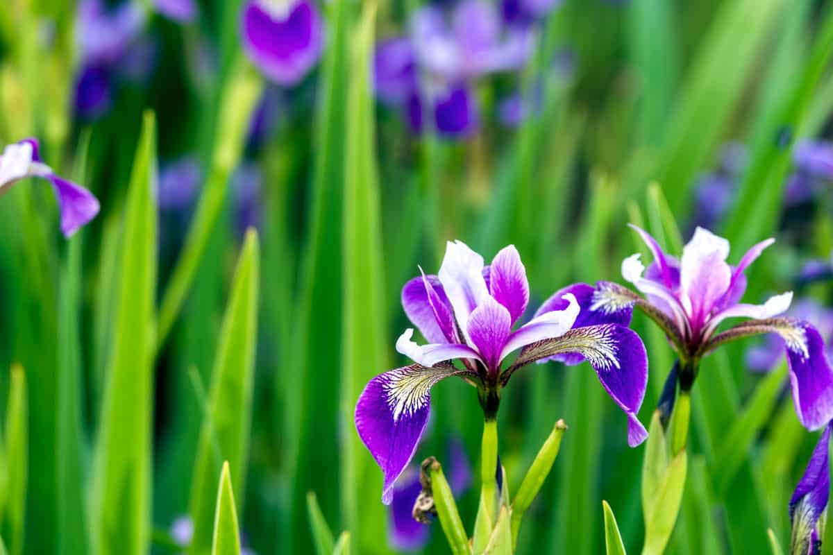A garden of violet Siberian Iris
