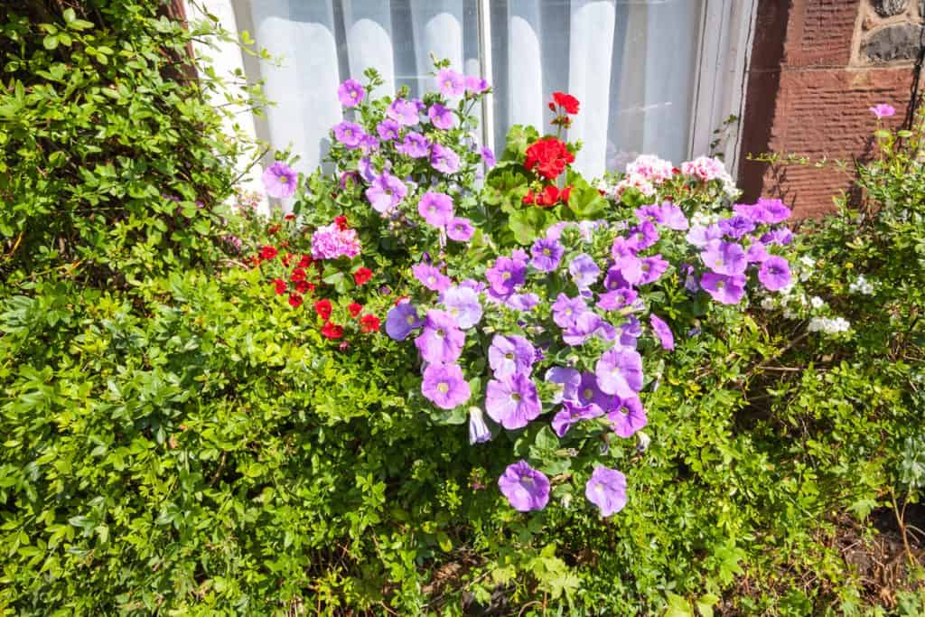 A garden with a violet and red geraniums