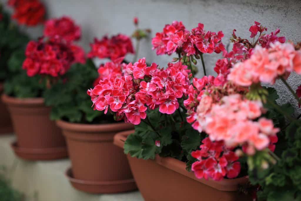 A pot of gorgeous red and peach geraniums