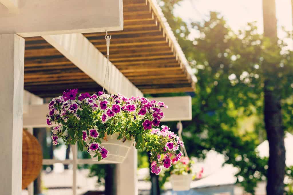 A violet geranium hanging on the balcony of a house