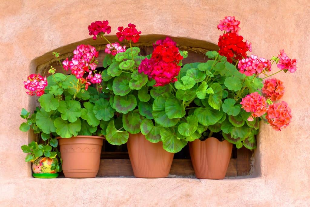 An arched wall hole with three pots of geraniums