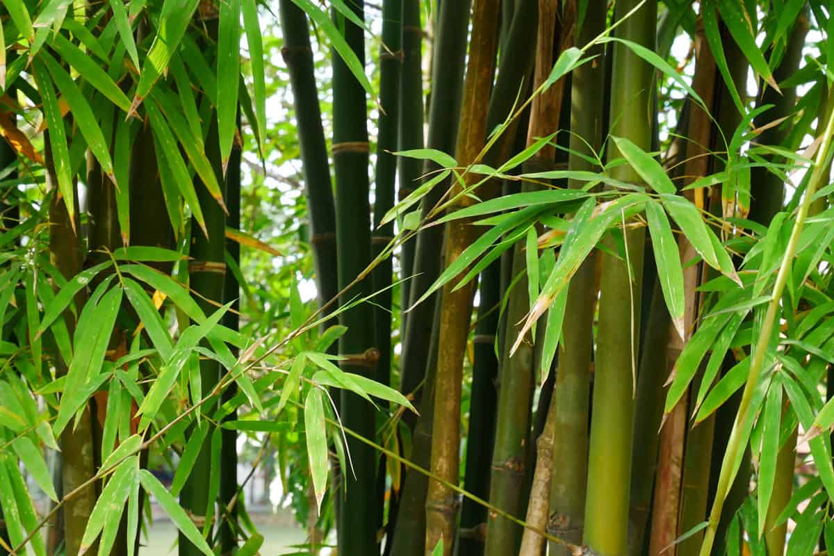 Bamboo tree close up photography