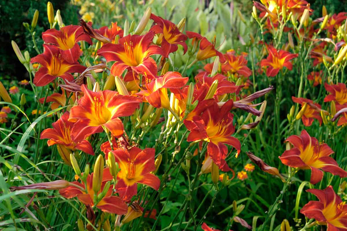 Beautiful red and yellow day lilies