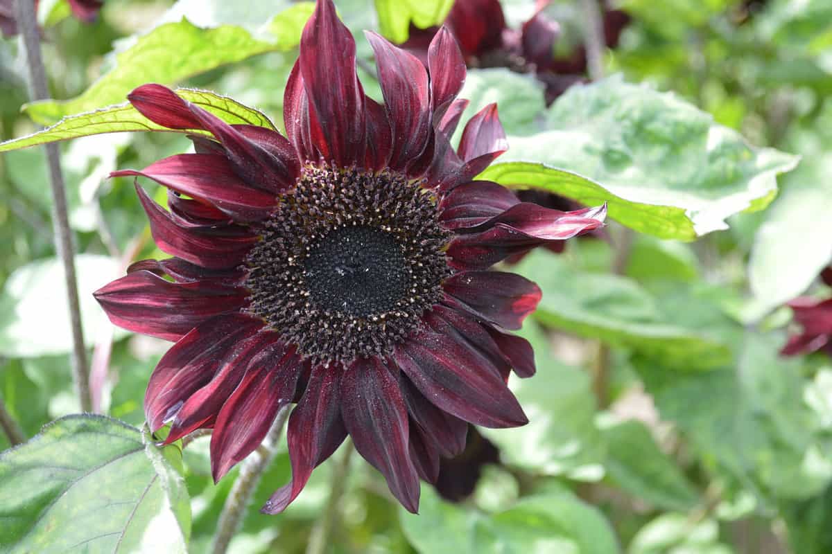 Dark petals of black sunflowers