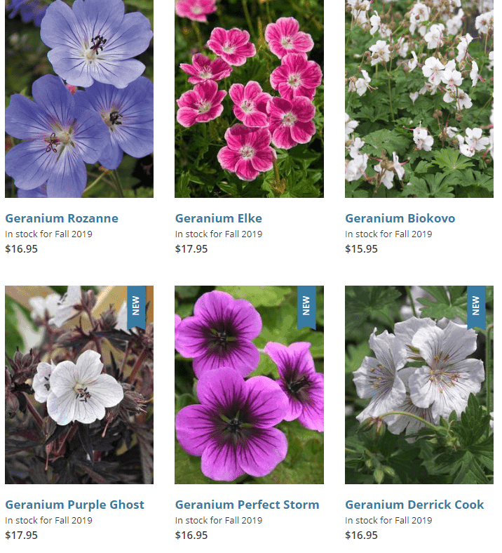 Bluestone Perennials website product page