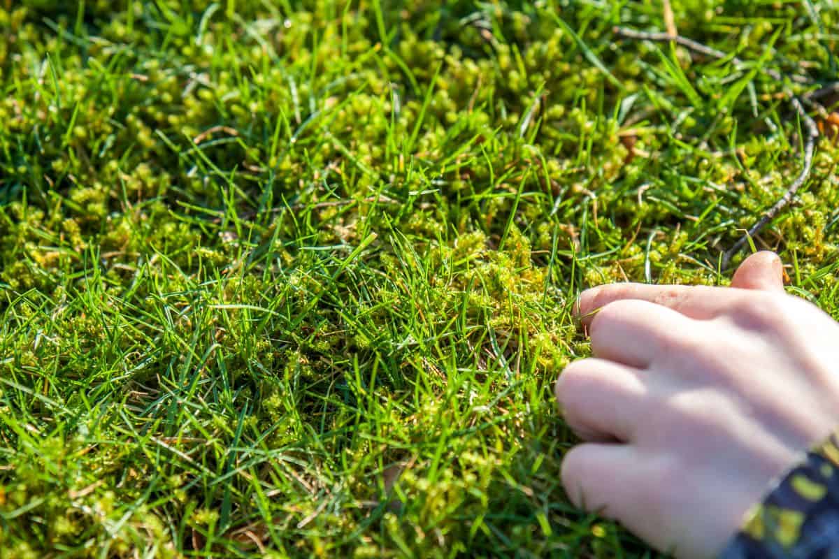 Boy showing the growing moss amongst the green lawn